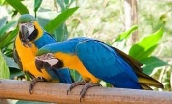 Imagen de la nota: Rescatan un guacamayo en pleno barrio San Vicente 
