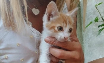 Buscan adopción responsable para una gatita Imagen de la nota: Buscan adopción responsable para una gatita