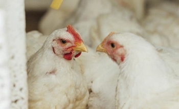 El pollo gana espacio en la mesa de los argentinos Imagen de la nota: El pollo gana espacio en la mesa de los argentinos