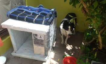 Internos de la Unidad Nº 27 confeccionaron cuchas Imagen de la nota: Internos de la Unidad Nº 27 confeccionaron cuchas