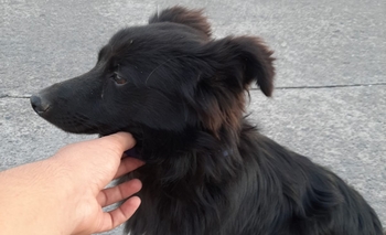 Imagen de la nota: Encontraron una mascota y buscan a su familia