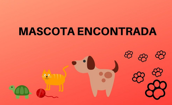 Imagen de la nota: Buscan a los dueños de un bulldog francés