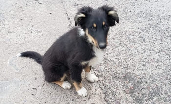 Imagen de la nota: Buscan a la familia de un cachorrito que andaba perdido