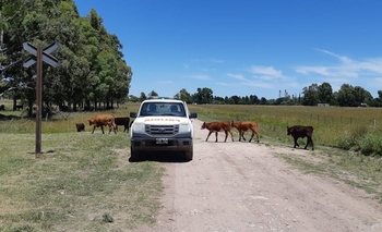 Imagen de la nota: Infraccionaron a un productor por la presencia de 60 vacas sueltas