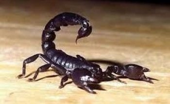 Brindan recomendaciones para prevenir la aparición de alacranes Imagen de la nota: Brindan recomendaciones para prevenir la aparición de alacranes