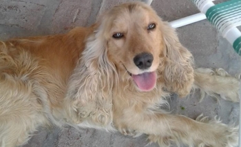 Imagen de la nota: Encuentran perrito en Parque Arano