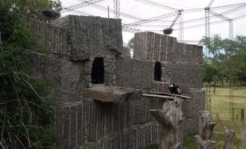 La Máxima: Nació un pichón de cóndor andino Imagen de la nota: La Máxima: Nació un pichón de cóndor andino