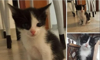 Amorosos gatitos en adopción responsable Imagen de la nota: Amorosos gatitos en adopción responsable