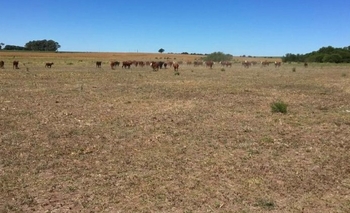 Imagen de la nota: Es “delicado” el estado del ganado en Olavarría