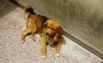 Imagen de la nota: Intentan ubicar a la familia de un perrito