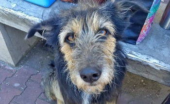 Imagen de la nota: Bromatología: vacunación antirrábica en Loma Negra