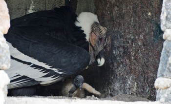 Continúa la votación para nombrar al pichón de cóndor andino de  Imagen de la nota: Continúa la votación para nombrar al pichón de cóndor andino de