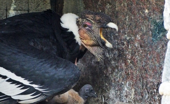 La pareja de cóndores andinos de  Imagen de la nota: La pareja de cóndores andinos de