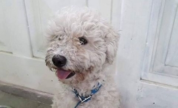 Imagen de la nota: Buscan a los dueños de un perrito