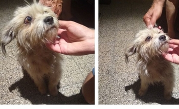 Imagen de la nota: Buscan a la familia de una perra perdida