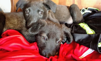 Tiernos cachorros en adopción responsable Imagen de la nota: Tiernos cachorros en adopción responsable