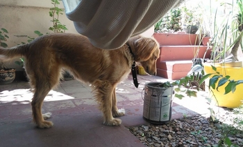 Imagen de la nota: Buscan a la familia de una perrita perdida