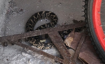 Imagen de la nota: Barrio Pickelado: Encontró una serpiente en el patio