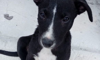 Imagen de la nota: Buscan a la familia de un cachorro perdido