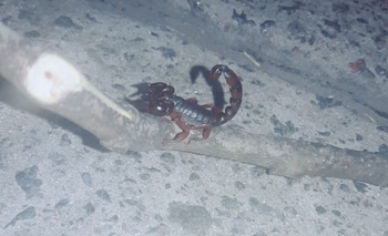 Encontraron un alacrán en la zona del Parque Eseverri Imagen de la nota: Encontraron un alacrán en la zona del Parque Eseverri