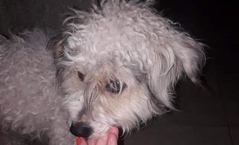 Imagen de la nota: Encontraron un perrito perdido: “llora mucho”