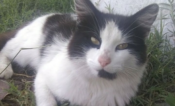 Buscan tres gatos perdidos en Olavarría Imagen de la nota: Buscan tres gatos perdidos en Olavarría
