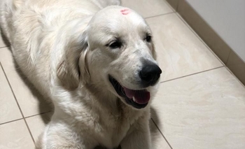 Imagen de la nota: Vinieron a visitar a sus padres y se les escapó la perra