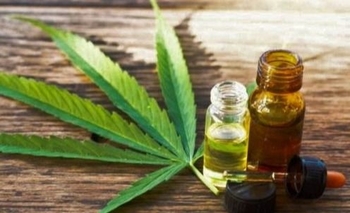 ¿Olavarría puede producir cannabis medicinal? Imagen de la nota: ¿Olavarría puede producir cannabis medicinal?