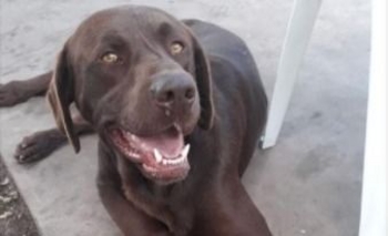 Imagen de la nota: Buscan dos perros perdidos