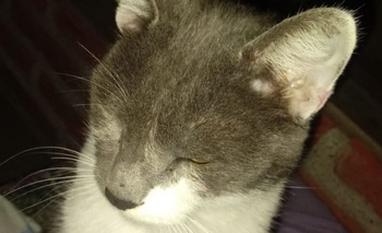 Imagen de la nota: Buscan un perro y un gato perdidos