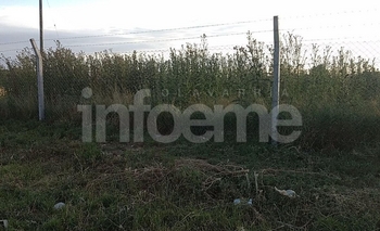 Imagen de la nota: Encontró una víbora y reclama por pastizales