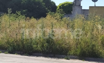 Imagen de la nota: Varios reclamos por terrenos baldíos