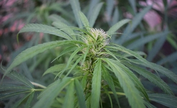 La Unicen instalará un cultivo de cannabis experimental Imagen de la nota: La Unicen instalará un cultivo de cannabis experimental