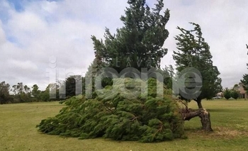 Imagen de la nota: El Ejército ayuda a quitar árboles y ramas de parques