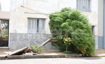 Imagen de la nota: En fotos: así está Olavarría por el temporal