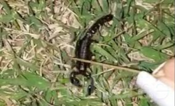 Imagen de la nota: Alarma: encontraron un alacrán en plena ciudad