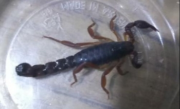 Aparecieron alacranes: las recomendaciones sanitarias Imagen de la nota: Aparecieron alacranes: las recomendaciones sanitarias