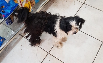 Imagen de la nota: Varias familias buscan a sus perros