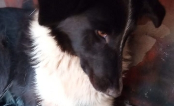 Imagen de la nota: Desesperado pedido de ayuda para rescatar a una perrita 