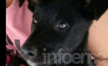 Imagen de la nota: Fue abandonada en la calle y le buscan un hogar