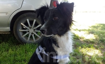 Imagen de la nota: Desesperada búsqueda de una perrita operada: 