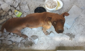 Imagen de la nota: Desesperado pedido de ayuda para asistir a dos perras abandonadas