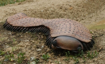 Imagen de la nota: Hallado el milpiés fosilizado más grande de todos los tiempos