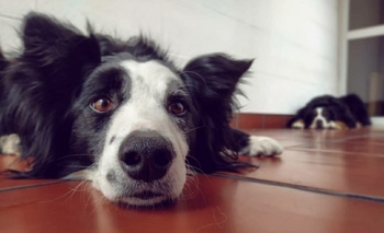 Imagen de la nota: Buscan a Paco, un Border Collie