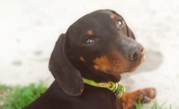 Este lunes se celebra el Día del Protector Animal Imagen de la nota: Este lunes se celebra el Día del Protector Animal