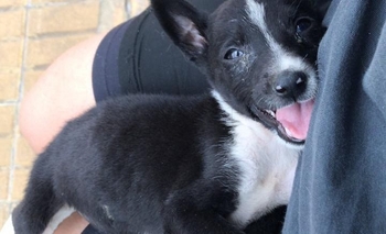 Imagen de la nota: Tiene 50 días y busca una familia