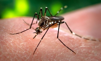 Descubren que las larvas del mosquito del dengue pueden “respirar” bajo el agua Imagen de la nota: Descubren que las larvas del mosquito del dengue pueden “respirar” bajo el agua