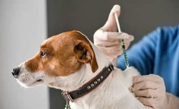 Imagen de la nota: Villa Aurora: Se suspendió la vacunación antirrábica programada para este lunes 