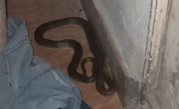 Imagen de la nota: Se estaba por acostar y encontró una serpiente 