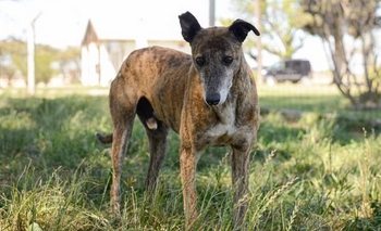 Imagen de la nota: Desesperada búsqueda de una familia para Bartolito